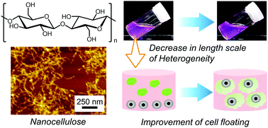 Graphical abstract: Mesoscopic heterogeneity in a nanocellulose-containing cell storage medium