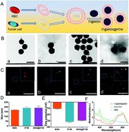 Graphical abstract: An efficient delivery of photosensitizers and hypoxic prodrugs for a tumor combination therapy by membrane camouflage nanoparticles