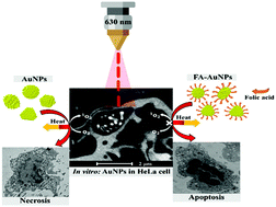 Graphical abstract: Gold nanoparticle-mediated generation of reactive oxygen species during plasmonic photothermal therapy: a comparative study for different particle sizes, shapes, and surface conjugations