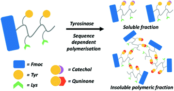 Graphical abstract: Programmable enzymatic oxidation of tyrosine–lysine tetrapeptides