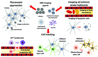 Graphical abstract: Smart diagnostic nano-agents for cerebral ischemia