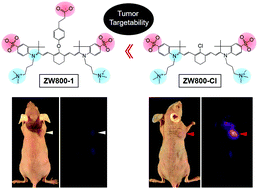 Graphical abstract: Zwitterionic near-infrared fluorophore for targeted photothermal cancer therapy