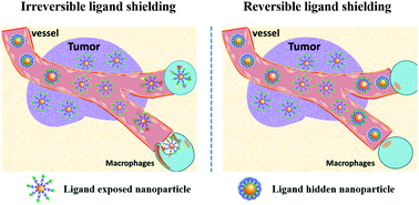 Graphical abstract: Strategies and challenges to improve the performance of tumor-associated active targeting