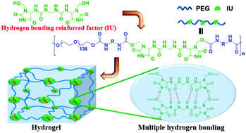 Graphical abstract: Construction of supramolecular hydrogels using imidazolidinyl urea as hydrogen bonding reinforced factor