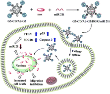 Graphical abstract: Efficient co-delivery of microRNA 21 inhibitor and doxorubicin to cancer cells using core–shell tecto dendrimers formed via supramolecular host–guest assembly