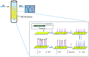 Graphical abstract: Real-time and label-free detection of VKORC1 genes based on a magnetoelastic biosensor for warfarin therapy