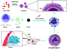 Graphical abstract: Magnetically targeted erythrocyte membrane coated nanosystem for synergistic photothermal/chemotherapy of cancer