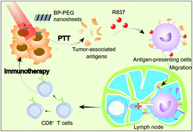 Graphical abstract: Combination of PEG-decorated black phosphorus nanosheets and immunoadjuvant for photoimmunotherapy of melanoma