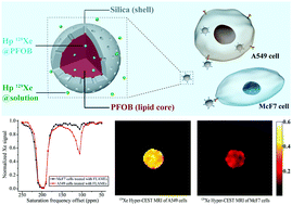 Graphical abstract: Silica nanoparticle coated perfluorooctyl bromide for ultrasensitive MRI