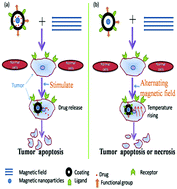 Graphical abstract: Magnetic nanoparticles applied in targeted therapy and magnetic resonance imaging: crucial preparation parameters, indispensable pre-treatments, updated research advancements and future perspectives