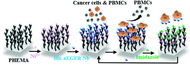 Graphical abstract: Coordination-driven reversible surfaces with site-specifically immobilized nanobody for dynamic cancer cell capture and release