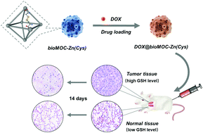 Graphical abstract: A tumor-sensitive biological metal–organic complex for drug delivery and cancer therapy