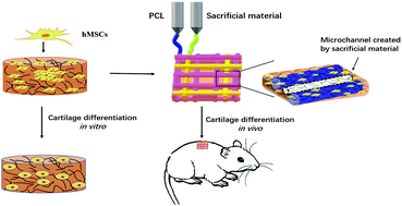 Graphical abstract: HBC-nanofiber hydrogel scaffolds with 3D printed internal microchannels for enhanced cartilage differentiation