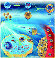 Graphical abstract: A biomimetic nanozyme/camptothecin hybrid system for synergistically enhanced radiotherapy