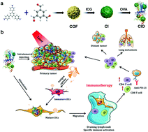 Graphical abstract: A covalent organic framework as a nanocarrier for synergistic phototherapy and immunotherapy