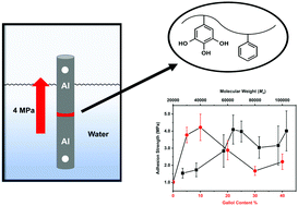 Graphical abstract: Effect of molecular weight and polymer composition on gallol-functionalized underwater adhesive