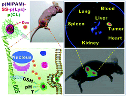 Graphical abstract: Multi-stimuli-responsive nanomicelles fabricated using synthetic polymer polylysine conjugates for tumor microenvironment dependent drug delivery
