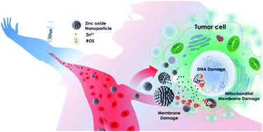 Graphical abstract: Zinc oxide nanoparticles for therapeutic purposes in cancer medicine
