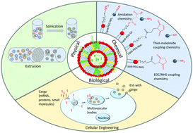 Graphical abstract: Surface functionalization strategies of extracellular vesicles