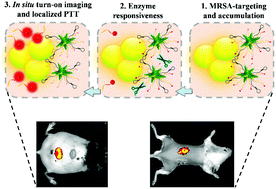 Graphical abstract: Enzyme-responsive turn-on nanoprobes for in situ fluorescence imaging and localized photothermal treatment of multidrug-resistant bacterial infections