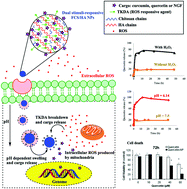 Graphical abstract: Facile design of autogenous stimuli-responsive chitosan/hyaluronic acid nanoparticles for efficient small molecules to protein delivery