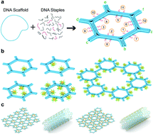 Graphical abstract: Programmable assembly of gold nanoparticle nanoclusters and lattices