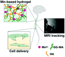 Graphical abstract: Methacrylated gellan gum and hyaluronic acid hydrogel blends for image-guided neurointerventions