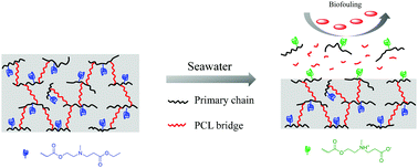 Graphical abstract: Surface-fragmenting hyperbranched copolymers with hydrolysis-generating zwitterions for antifouling coatings