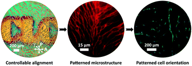 Graphical abstract: Anisotropic, porous hydrogels templated by lyotropic chromonic liquid crystals