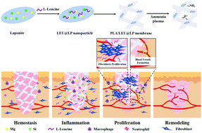 Graphical abstract: Leucine-activated nanohybrid biofilm for skin regeneration via improving cell affinity and neovascularization capacity