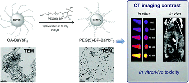 Graphical abstract: Synthesis and in vivo evaluation of PEG-BP–BaYbF5 nanoparticles for computed tomography imaging and their toxicity