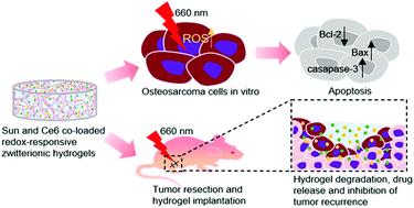 Graphical abstract: Local delivery of sunitinib and Ce6 via redox-responsive zwitterionic hydrogels effectively prevents osteosarcoma recurrence