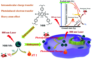 Graphical abstract: Highly efficient near-infrared BODIPY phototherapeutic nanoparticles for cancer treatment