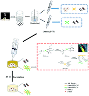 Graphical abstract: Fabrication of an injectable BMSC-laden double network hydrogel based on silk fibroin/PEG for cartilage repair