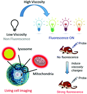 Graphical abstract: A minireview of viscosity-sensitive fluorescent probes: design and biological applications