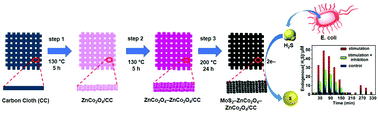 Graphical abstract: Growth of large-scale MoS2 nanosheets on double layered ZnCo2O4 for real-time in situ H2S monitoring in live cells