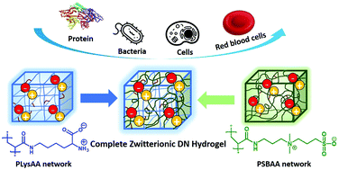Graphical abstract: Complete zwitterionic double network hydrogels with great toughness and resistance against foreign body reaction and thrombus
