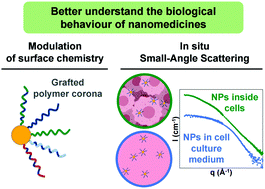Graphical abstract: Combining surface chemistry modification and in situ small-angle scattering characterization to understand and optimize the biological behavior of nanomedicines
