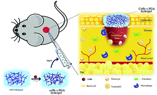 Graphical abstract: γ-PGA hydrogel loaded with cell-free fat extract promotes the healing of diabetic wounds