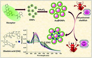 Graphical abstract: Naphthalimide-gold-based nanocomposite for the ratiometric detection of okadaic acid in shellfish