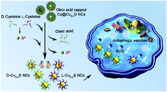 Graphical abstract: Near-infrared optically active Cu2−xS nanocrystals: sacrificial template-ligand exchange integration fabrication and chirality dependent autophagy effects