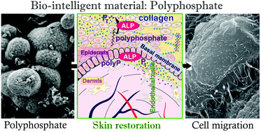 Graphical abstract: A physiologically active interpenetrating collagen network that supports growth and migration of epidermal keratinocytes: zinc-polyP nanoparticles integrated into compressed collagen