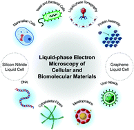 Graphical abstract: Liquid-phase electron microscopy imaging of cellular and biomolecular systems