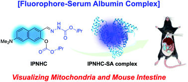 Graphical abstract: Visualizing mitochondria and mouse intestine with a fluorescent complex of a naphthalene-based dipolar dye and serum albumin