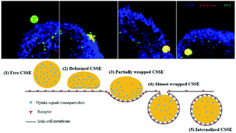 Graphical abstract: A novel multiple emulsion enhanced immunity via its biomimetic delivery approach