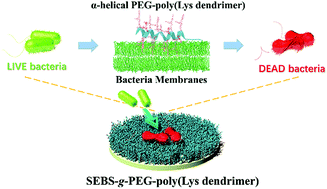 Graphical abstract: Bottlebrush-like highly efficient antibacterial coating constructed using α-helical peptide dendritic polymers on the poly(styrene-b-(ethylene-co-butylene)-b-styrene) surface