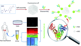 Graphical abstract: A novel hydrazide Schiff base self-assembled nanoprobe for selective detection of human serum albumin and its applications in renal disease surveillance