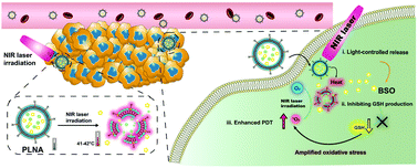 Graphical abstract: Near-infrared photothermal liposomal nanoantagonists for amplified cancer photodynamic therapy