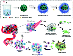 Graphical abstract: Biodegradable pH-responsive amorphous calcium carbonate nanoparticles as immunoadjuvants for multimodal imaging and enhanced photoimmunotherapy