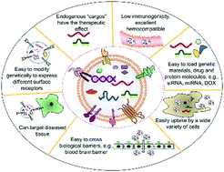 Graphical abstract: Exosome: a significant nano-scale drug delivery carrier